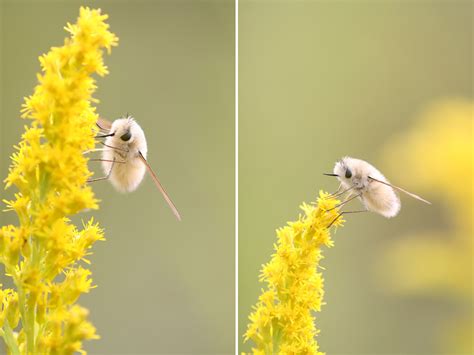 They are larger than honeybees, but they don't produce as much honey. These Fluffy Flying Objects Are Bee-Flies, Probably The ...