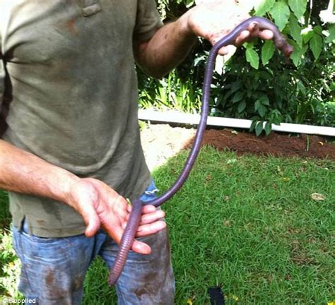 Scientists said earthworms breathe it turns out that rain makes it easier for them to migrate, according to a report from scientific american. Queensland woman finds giant earth worm after heavy rain ...