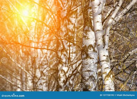 Birch Tree In Field At Spring Sunset With Green And Orange Background