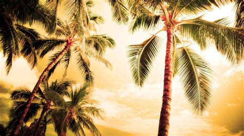 Coconut Tree Wallpapers Wallpaper Cave