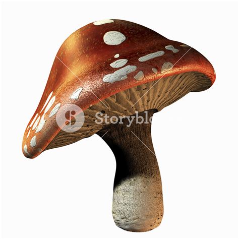 Mushroom Royalty Free Stock Image Storyblocks