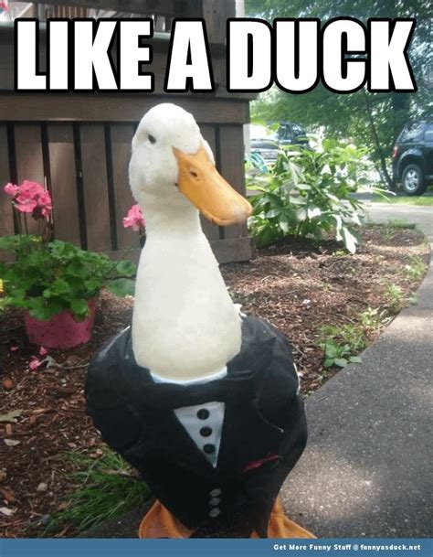 Awasome Funny Rubber Duck Memes Ideas Peepsburghcom