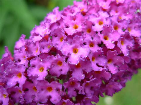 File:Purple Flowers 1296.jpg - Wikimedia Commons