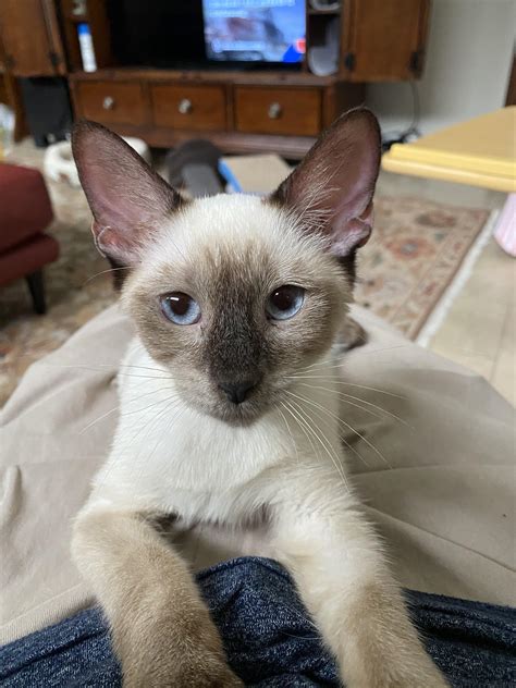 My Siamese Kitten Leila Shes A Lilac Point I Think Rsiamesecats