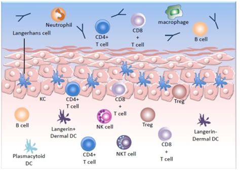 Anatomy Of The Immune System