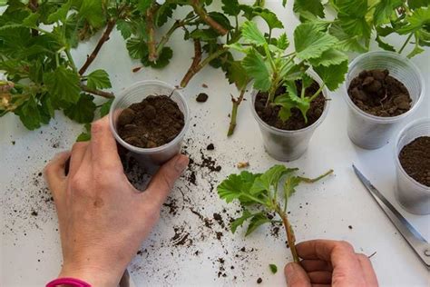 How To Propagate Geraniums From Stem Cuttings Gardeners Path