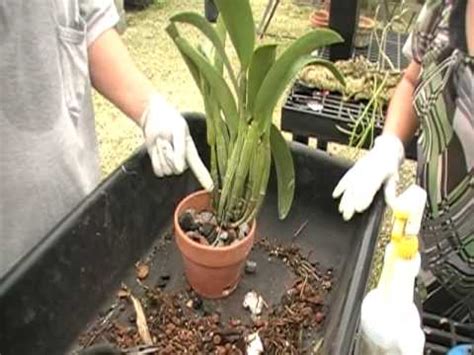 It is known that many species of these wonderful exotic plants do not tolerate a change in their place of residence, they can get sick and even die because of. The Orchid Doctor - How to Replant an Orchid Part 2 ...