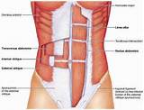 List Of All Core Muscles