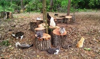 Cat's bathe themselves, but they definitely need help with their ears. At the Sanctuary - Clipped Ear Cat Sanctuary