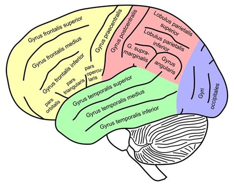 Lateral View Of A Human Brain Main Gyri Labeled Brain Anatomy