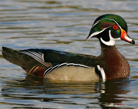 Wood Duck Songs And Calls Larkwire
