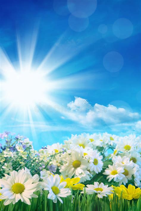 Spring Flowers With Blue Sky Stock Photo Image Of