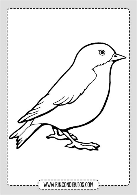 Dibujos De Pájaros Para Colorear Imprimir Y Colorear
