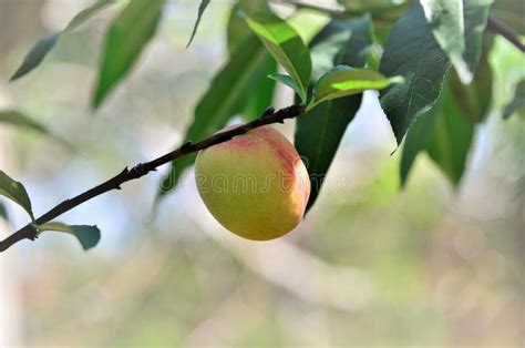 The Ripe Fruit Of Prunus Persica In The Backyard Stock Photo Image Of