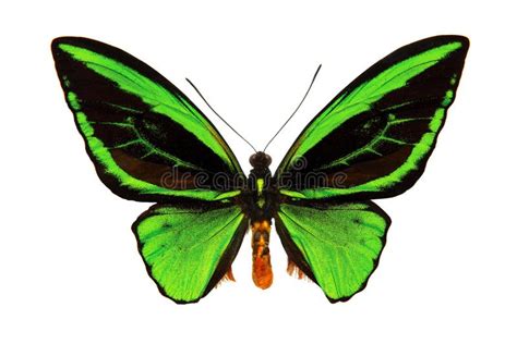 Butterfly With Large Green Wings Close Up Isolated On White Stock