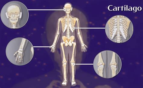 Sistema Óseo Conoce El Esqueleto Humano