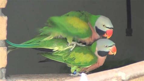 Red Breasted Parakeet Xxx Rated Youtube
