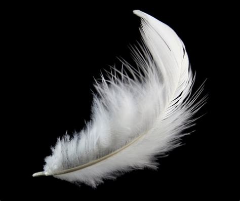 Premium Photo Single White Feather Isolated On Black Background