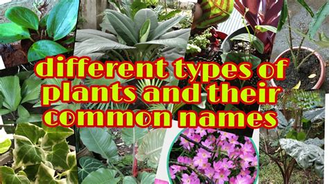 Different Types Of Plants And Their Common Names Youtube