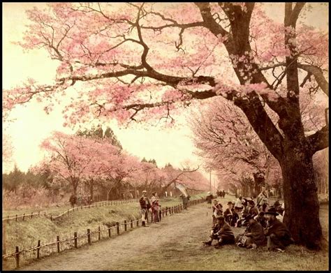 Cherry Blossom In Japan 120 Years Ago Beautiful Colorized Photos Of