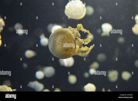 Lagoon Jellyfish Mastigia Papau In Vancouver Aquarium Stock Photo Alamy