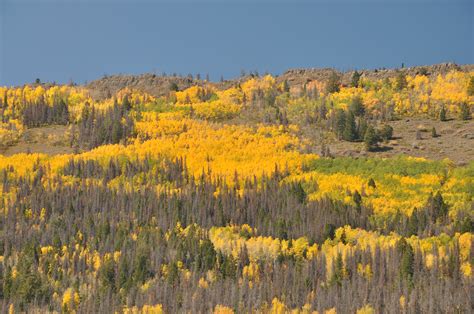 Aspen Trees Rocky Mountain National Park Photo By Charles Mooney