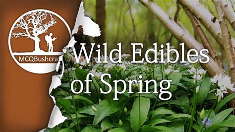 Bushcraft Foraging Wild Edibles Of Spring Youtube