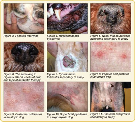 Challenges And New Developments In Canine Pyoderma Topical And Systemic