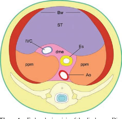 Figure 2 From The Diaphragmatic Crura And Retrocrural Space Normal