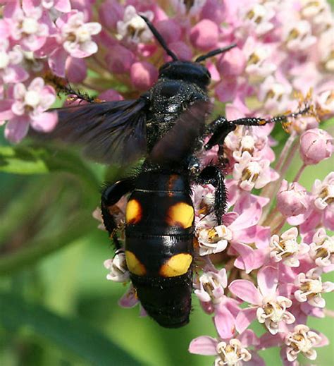Scoliid Wasp A Large Black Wasp With Four Yellow Spots Campsomeris