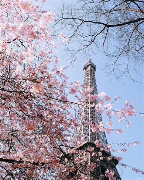 My French Country Home Magazine Where And When To See Cherry Blossoms