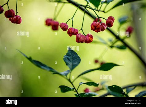 Unedible Berries Hi Res Stock Photography And Images Alamy