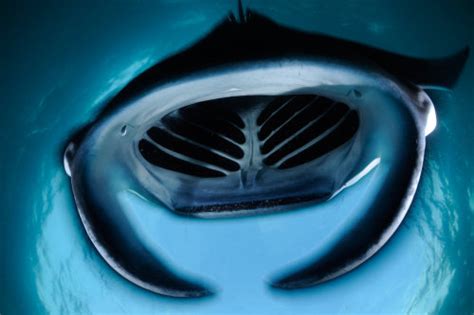 A Voice For The Voiceless Manta Ray Gill Trade Threatens Gentle Giants