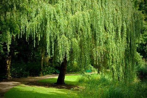 From shrubs to swaying mammoths, the the willow tree, though surprisingly resilient and adaptive, is a bit picky. How to Grow and Care for a Weeping Willow Tree