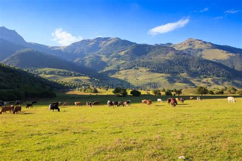 Mountain Grassland With Grazing Cows Stock Photo Image Of Summer