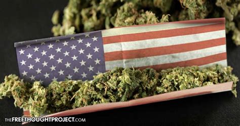 Paradigm Shift Polls Show Every State With Pot Legalization On The Ballot Has Majority In
