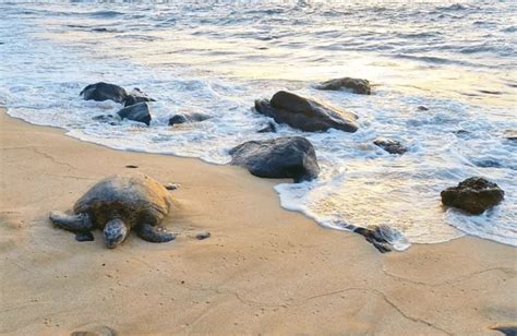 Laniakea Beach Exploring Hawaii S Famous Turtle Beach