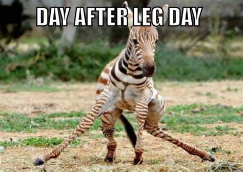 How I Feel After Leg Day Lol Workout Memes Gym Memes Gym Humor Crossfit Memes Exercise