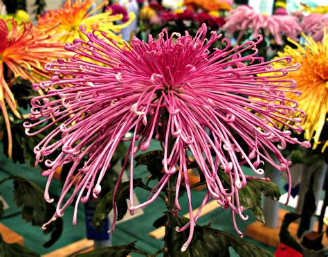 Chrysanthemum Brookside Gardens Chrysanthemum Society Sh Flickr