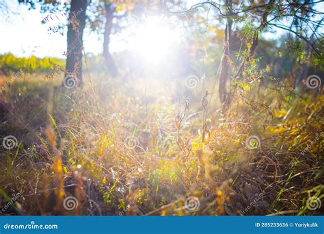 Forest Glade In Light Of Sparkle Sun Stock Photo Image Of Sunbeam