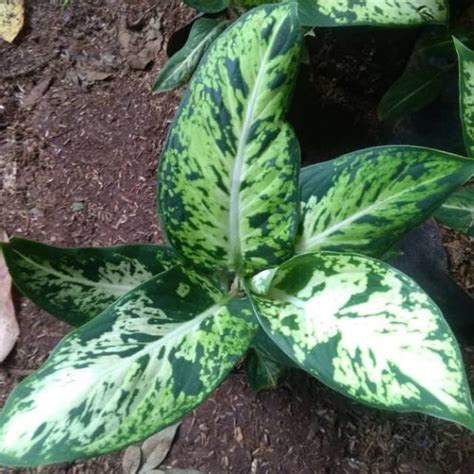 Jual Tanaman aglonema sparkel belanceng srirejeki aglo sri rejeki