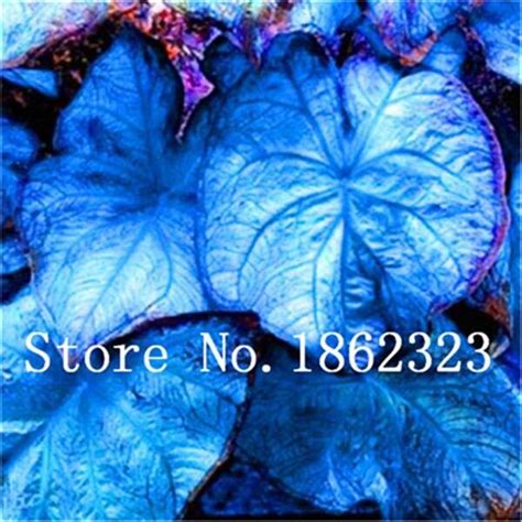 My elephant ear plant care guide shares everything you need to know to grow the four elephant ear varieties: 100 Pcs Colorful Caladium Bonsai Rose Elephant Ear Flower ...