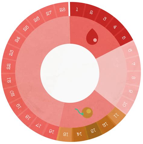 Comprendre la fécondité permet aux femmes et aux hommes de veiller à leur santé génésique et à celle de leur partenaire. À quels moments les femmes sont-elles fertiles ? - Gyn&co