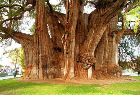 The Worlds Thickest Tree At Santa Maria Del Tule Mexico Believed To