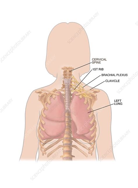 Your ribs and spine would break. Lungs Behind Ribs / Human Lung Anatomy Stock Photos Offset