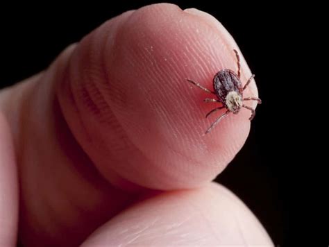 If Left Untreated Lyme Disease Could Prove Fatal