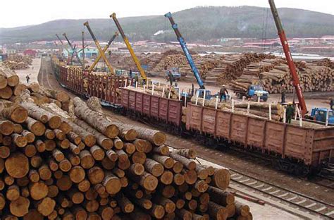 China The New Hotbed Of Illegal Timber Trade Rainforest Rescue