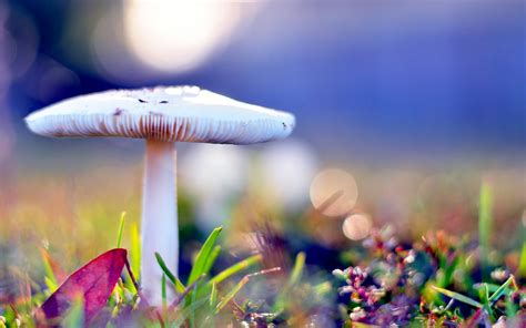 Find the best wallpaper for laptop on wallpapertag. HD Nature Wallpapers for Laptop (35+ images)