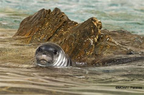 Gallery The Caribbean Monk Seal