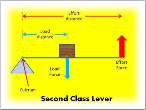 Second Class Lever Examples